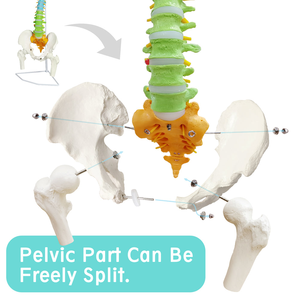 Evotech Scientific Medical Quality Flexible Human Spine & Pelvis Color Anatomical Model