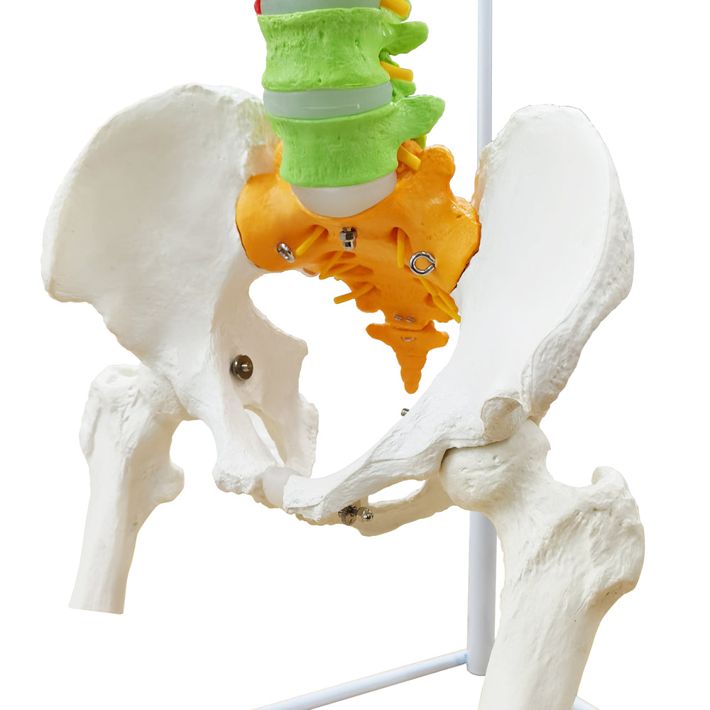 Evotech Scientific Medical Quality Flexible Human Spine & Pelvis Color Anatomical Model