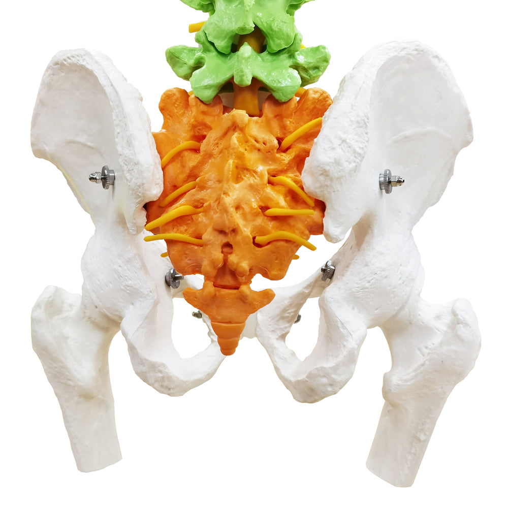 Evotech Scientific Medical Quality Flexible Human Spine & Pelvis Color Anatomical Model