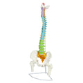 Evotech Scientific Medical Quality Flexible Human Spine & Pelvis Color Anatomical Model