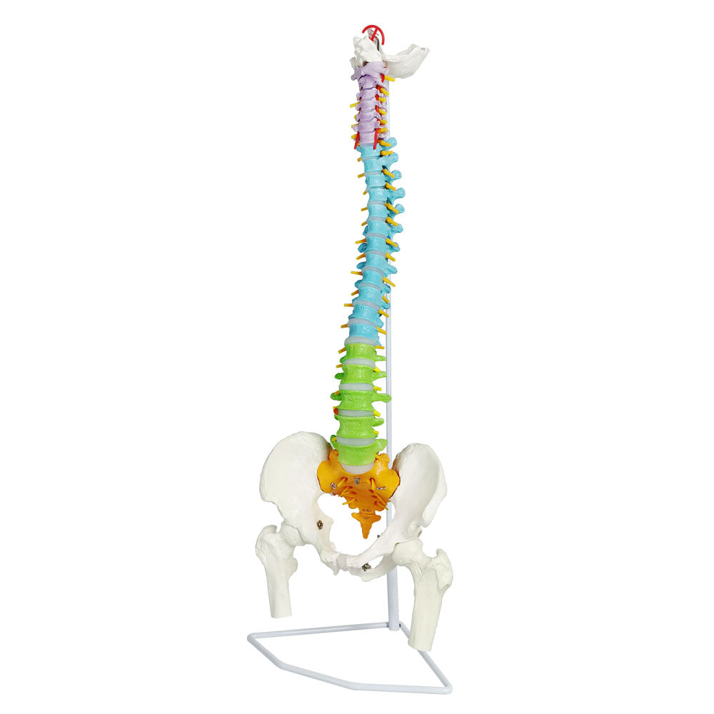 Evotech Scientific Medical Quality Flexible Human Spine & Pelvis Color Anatomical Model