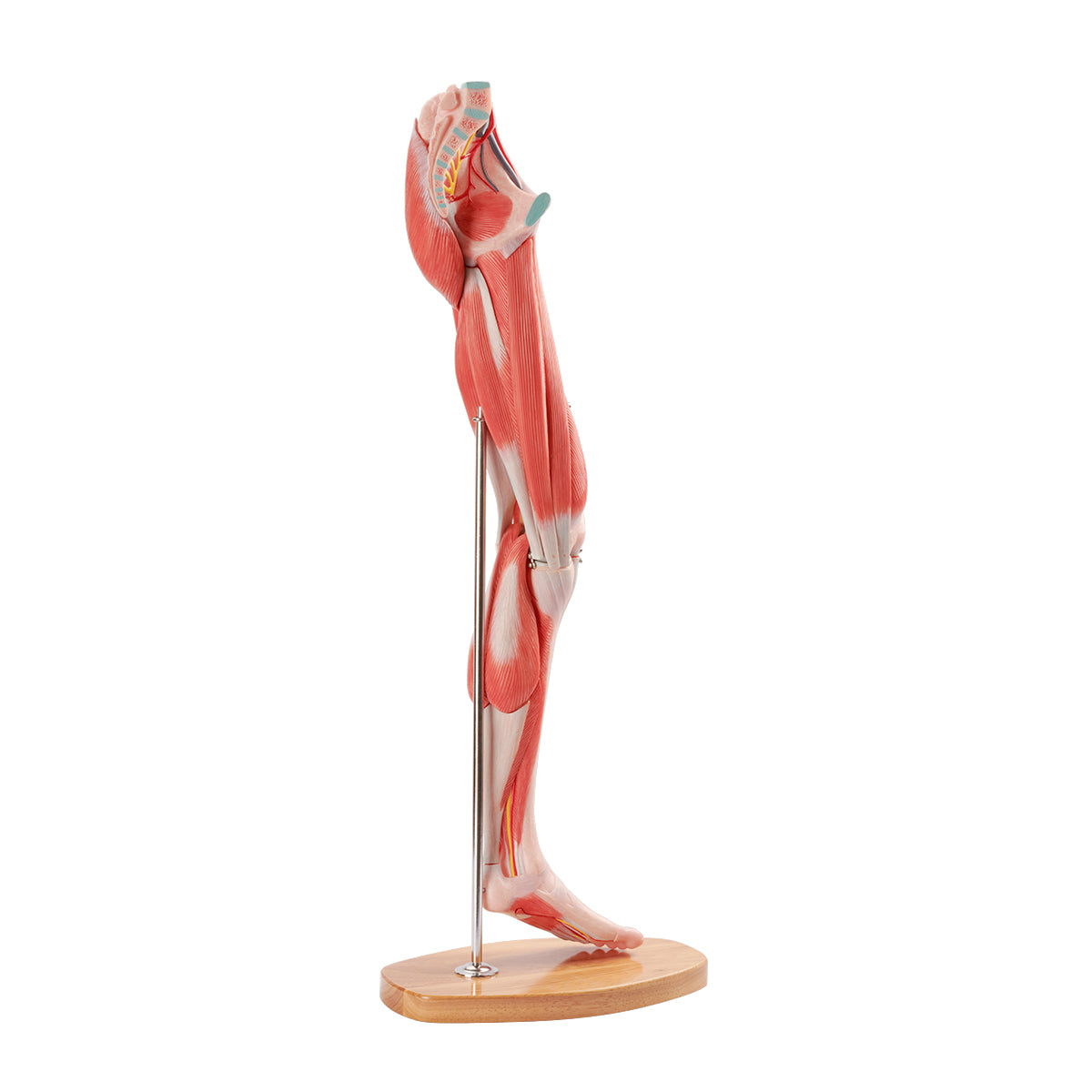 Evotech Scientific Muscle of the Human Leg, 2/3 Life Size, 14 Parts