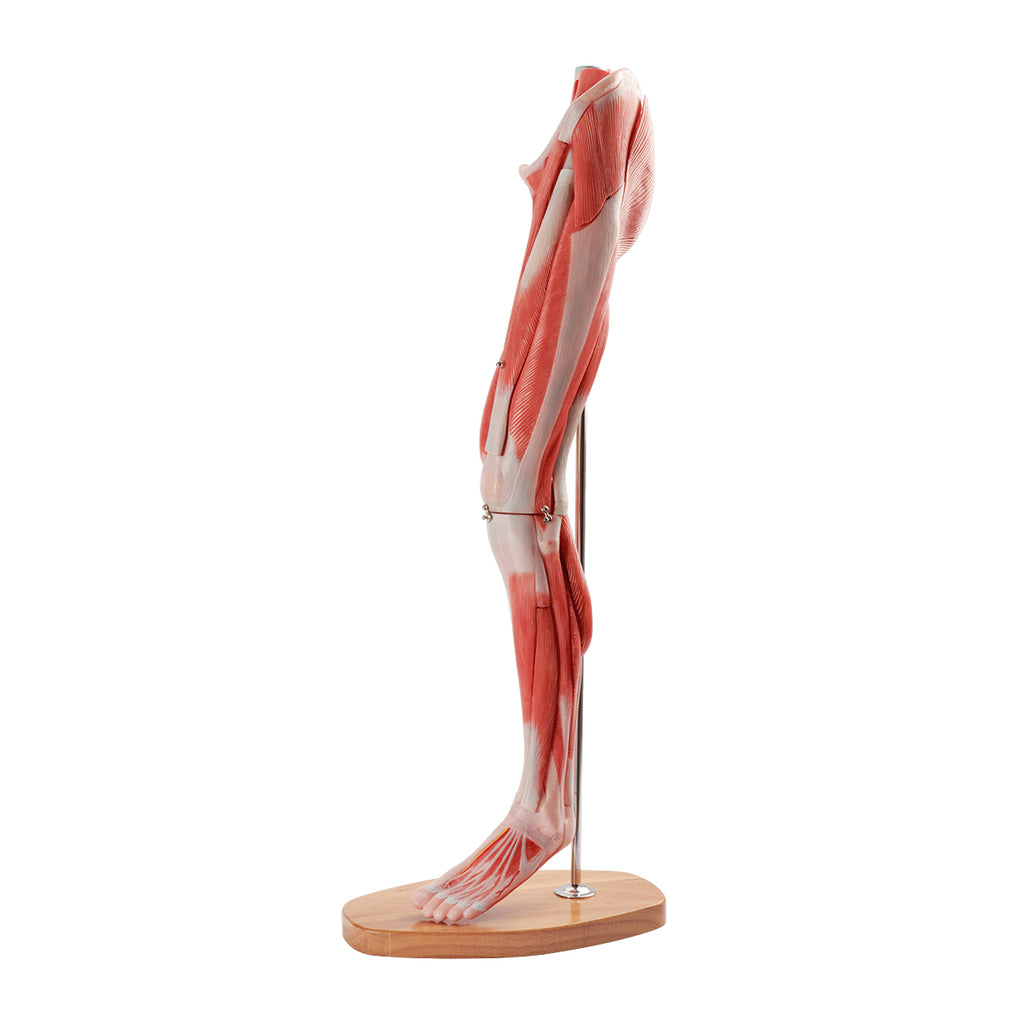 Evotech Scientific Muscle of the Human Leg, 2/3 Life Size, 14 Parts