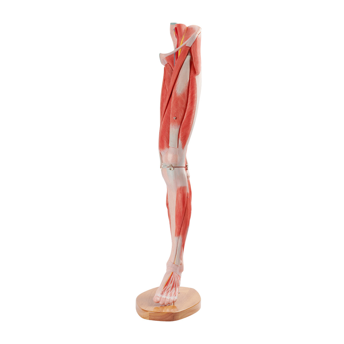 Evotech Scientific Muscle of the Human Leg, 2/3 Life Size, 14 Parts