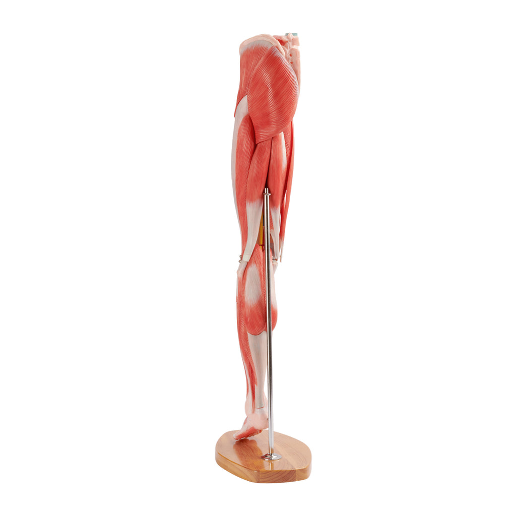 Evotech Scientific Muscle of the Human Leg, 2/3 Life Size, 14 Parts