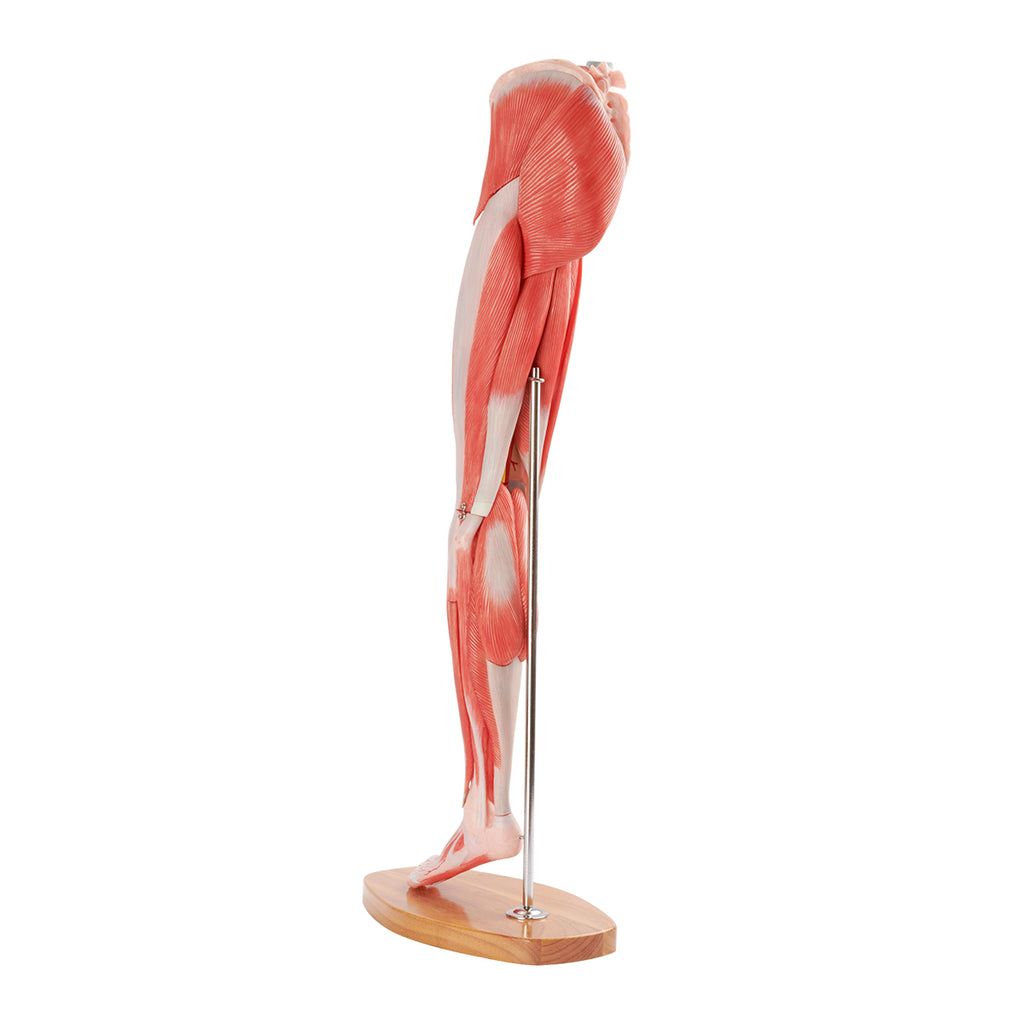 Evotech Scientific Muscle of the Human Leg, 2/3 Life Size, 14 Parts