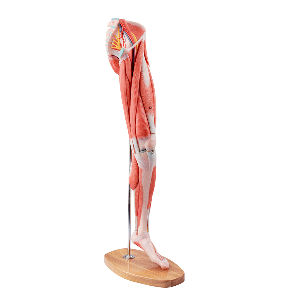 Evotech Scientific Muscle of the Human Leg, 2/3 Life Size, 14 Parts