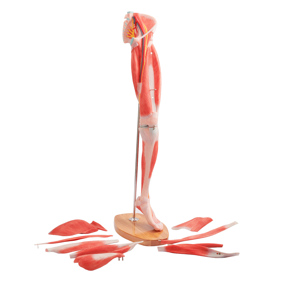 Evotech Scientific Muscle of the Human Leg, 2/3 Life Size, 14 Parts