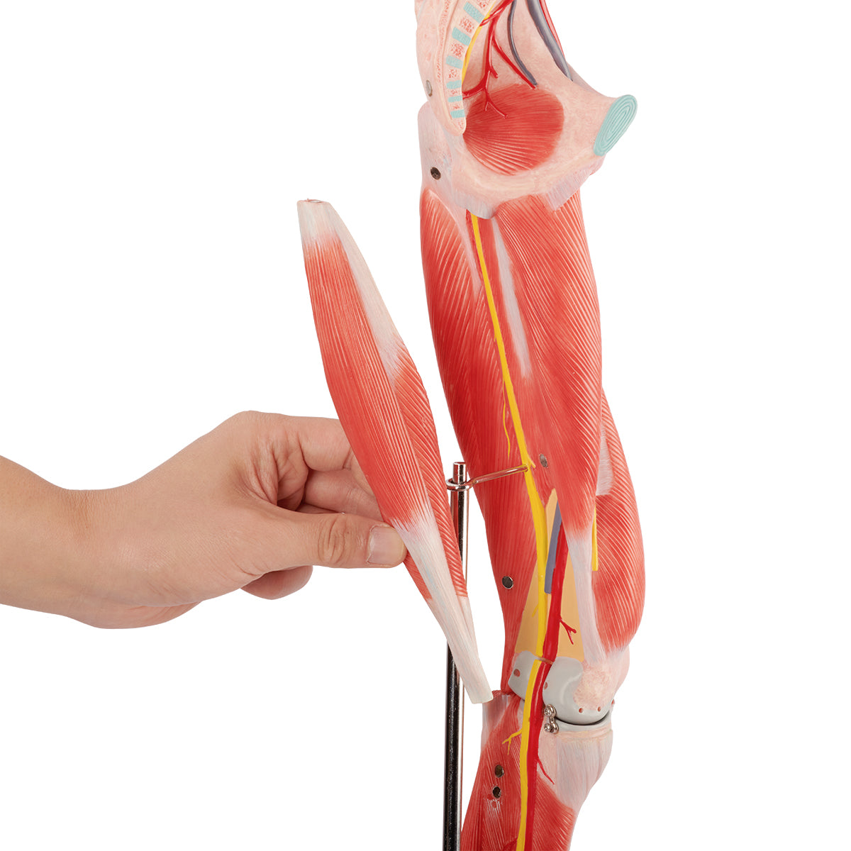 Evotech Scientific Muscle of the Human Leg, 2/3 Life Size, 14 Parts