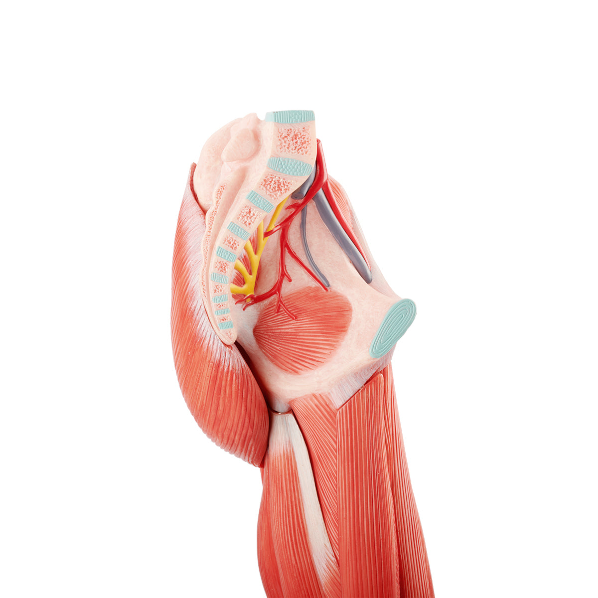 Evotech Scientific Muscle of the Human Leg, 2/3 Life Size, 14 Parts