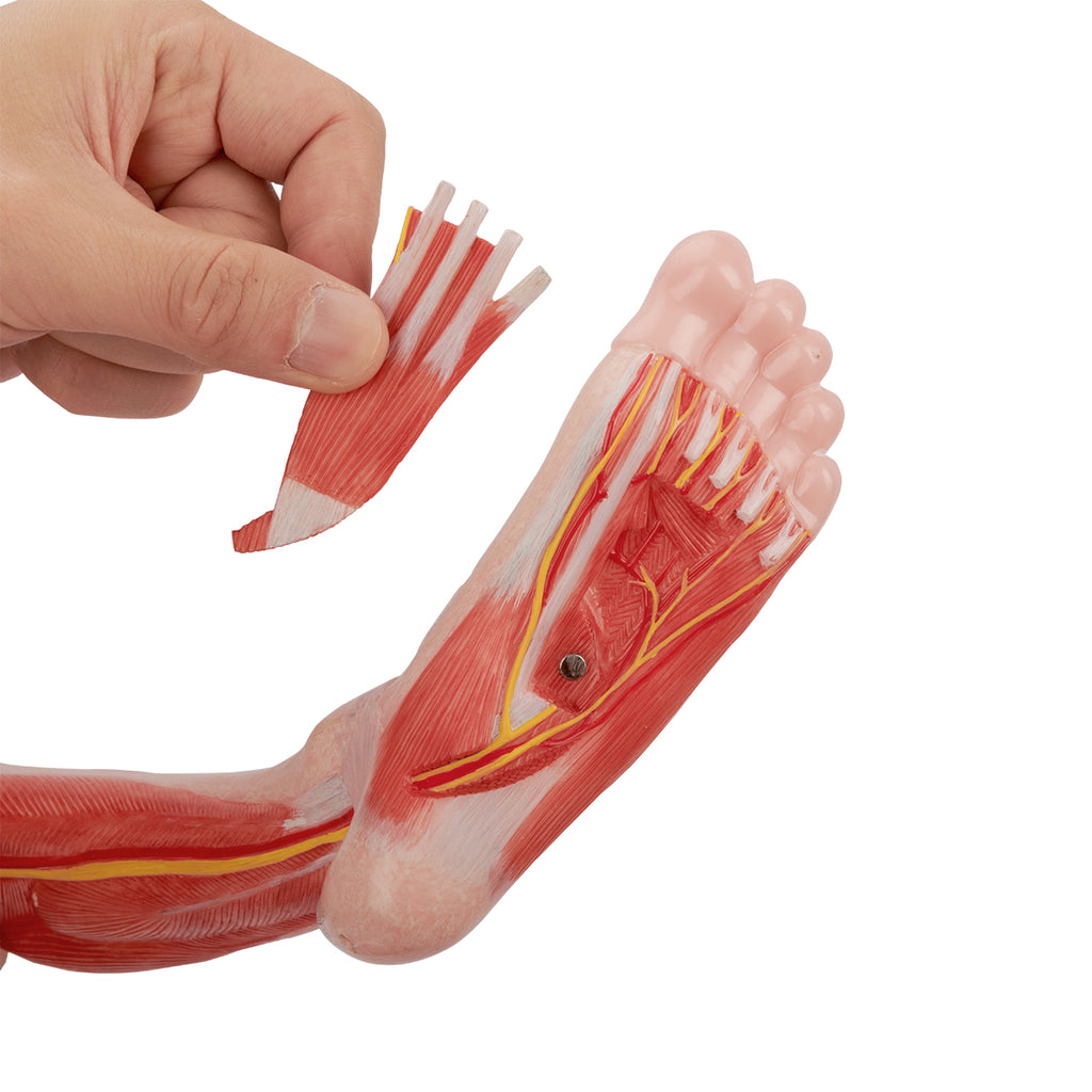 Evotech Scientific Muscle of the Human Leg, 2/3 Life Size, 14 Parts