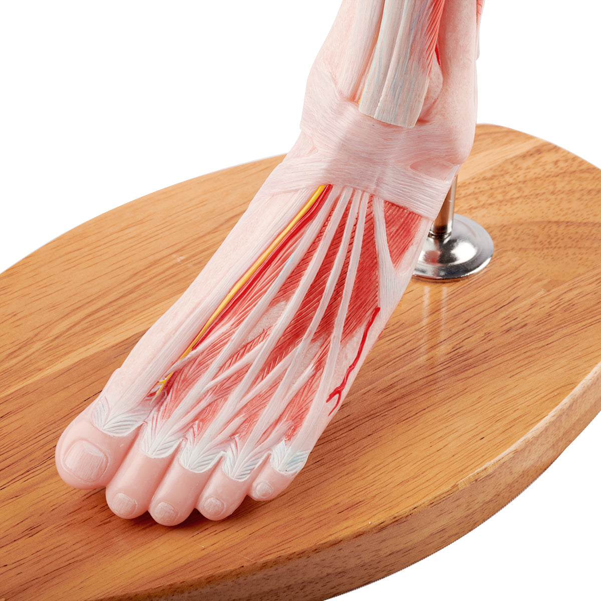 Evotech Scientific Muscle of the Human Leg, 2/3 Life Size, 14 Parts