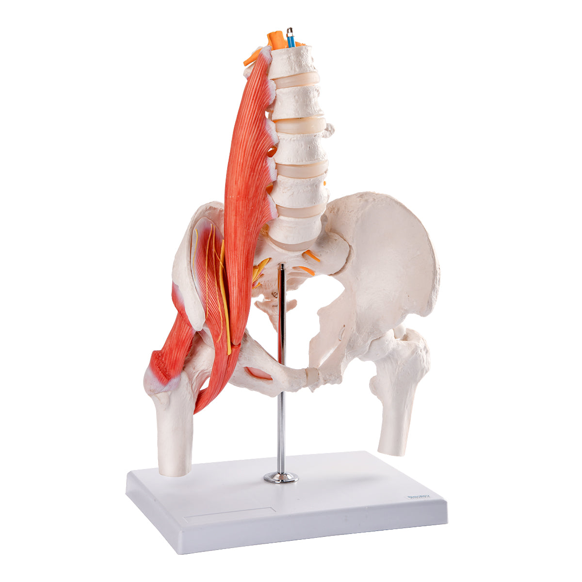 Evotech Scientific Muscular Male Skeletal Pelvis W/ Femur Heads and Lumbar Region Muscles and Nerves