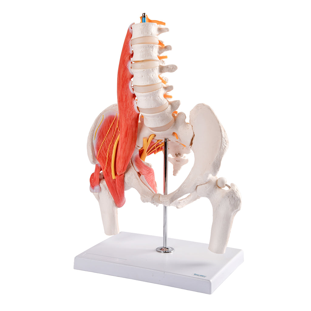 Evotech Scientific Muscular Male Skeletal Pelvis W/ Femur Heads and Lumbar Region Muscles and Nerves