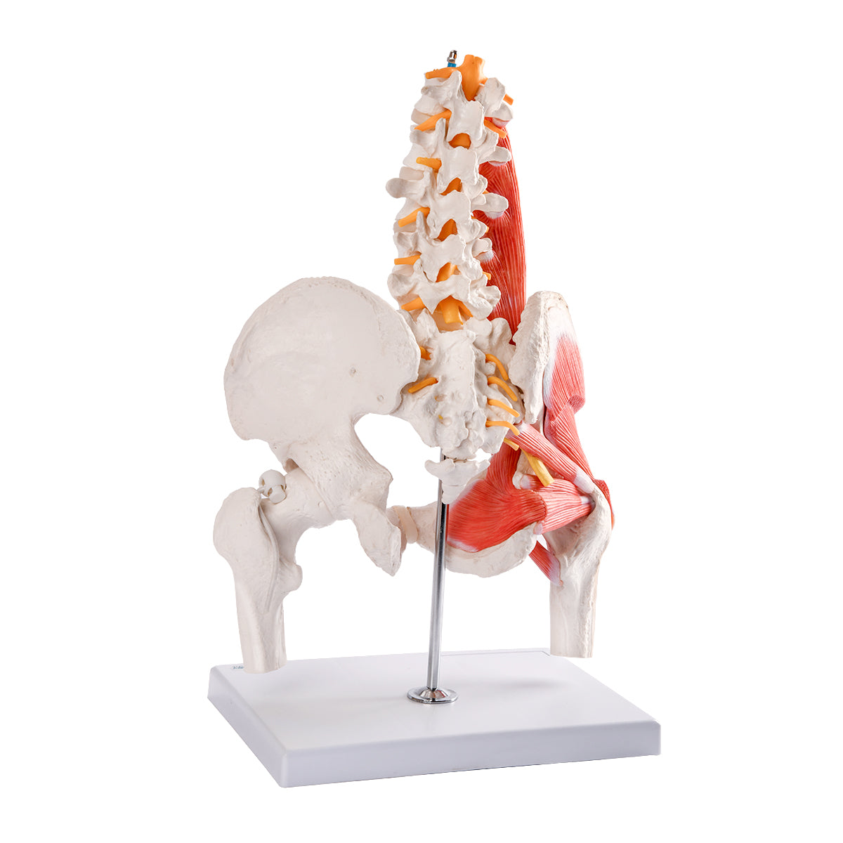 Evotech Scientific Muscular Male Skeletal Pelvis W/ Femur Heads and Lumbar Region Muscles and Nerves