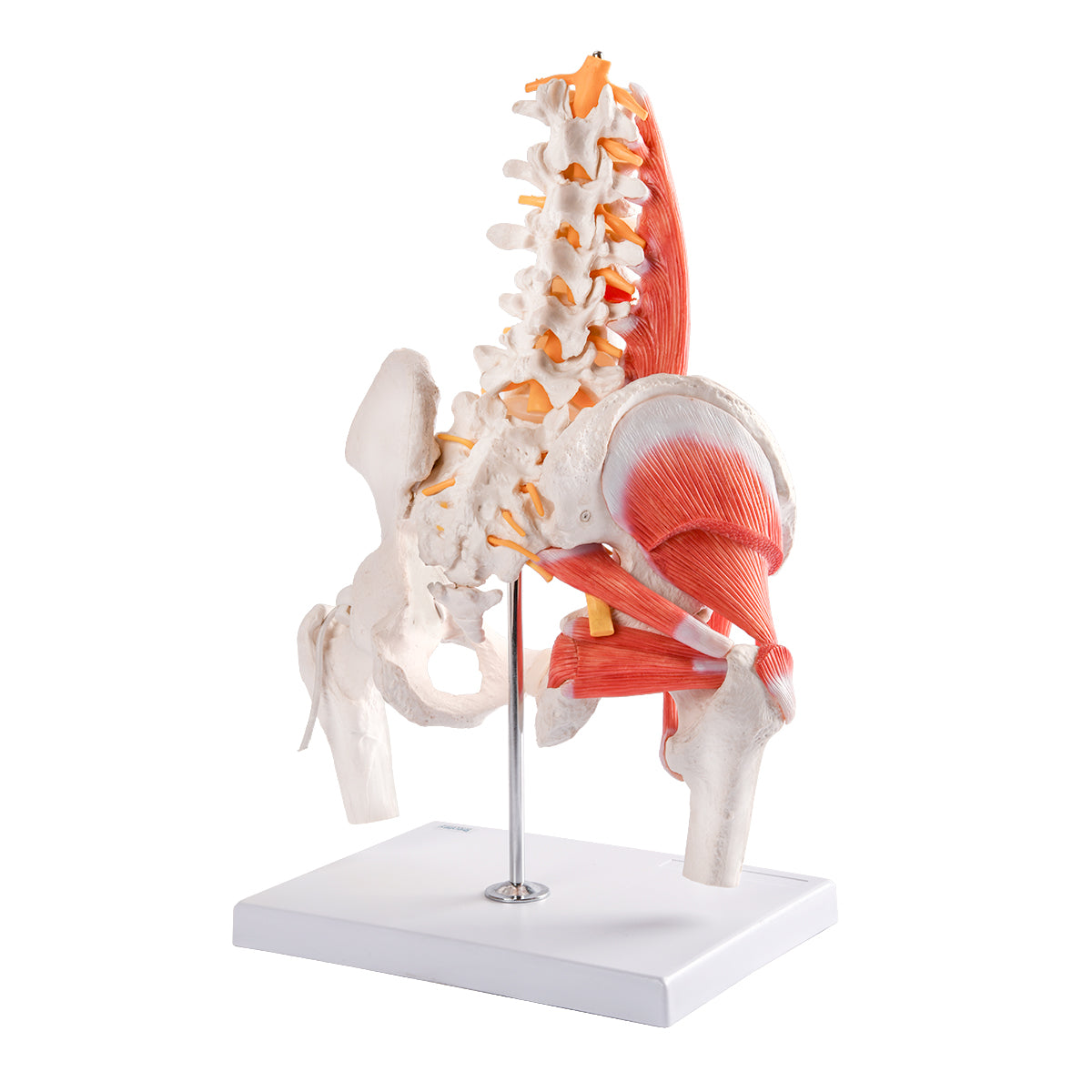 Evotech Scientific Muscular Male Skeletal Pelvis W/ Femur Heads and Lumbar Region Muscles and Nerves