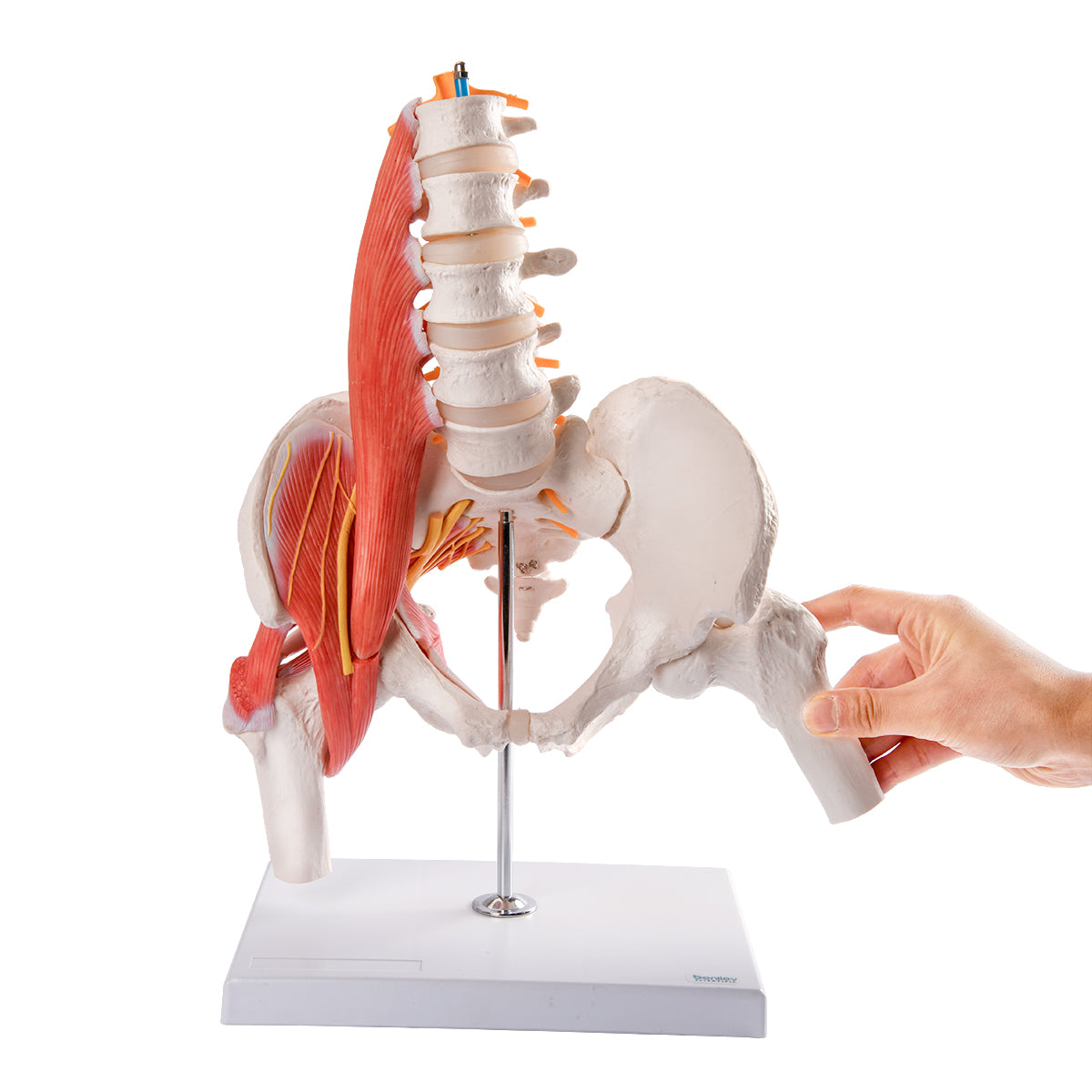 Evotech Scientific Muscular Male Skeletal Pelvis W/ Femur Heads and Lumbar Region Muscles and Nerves