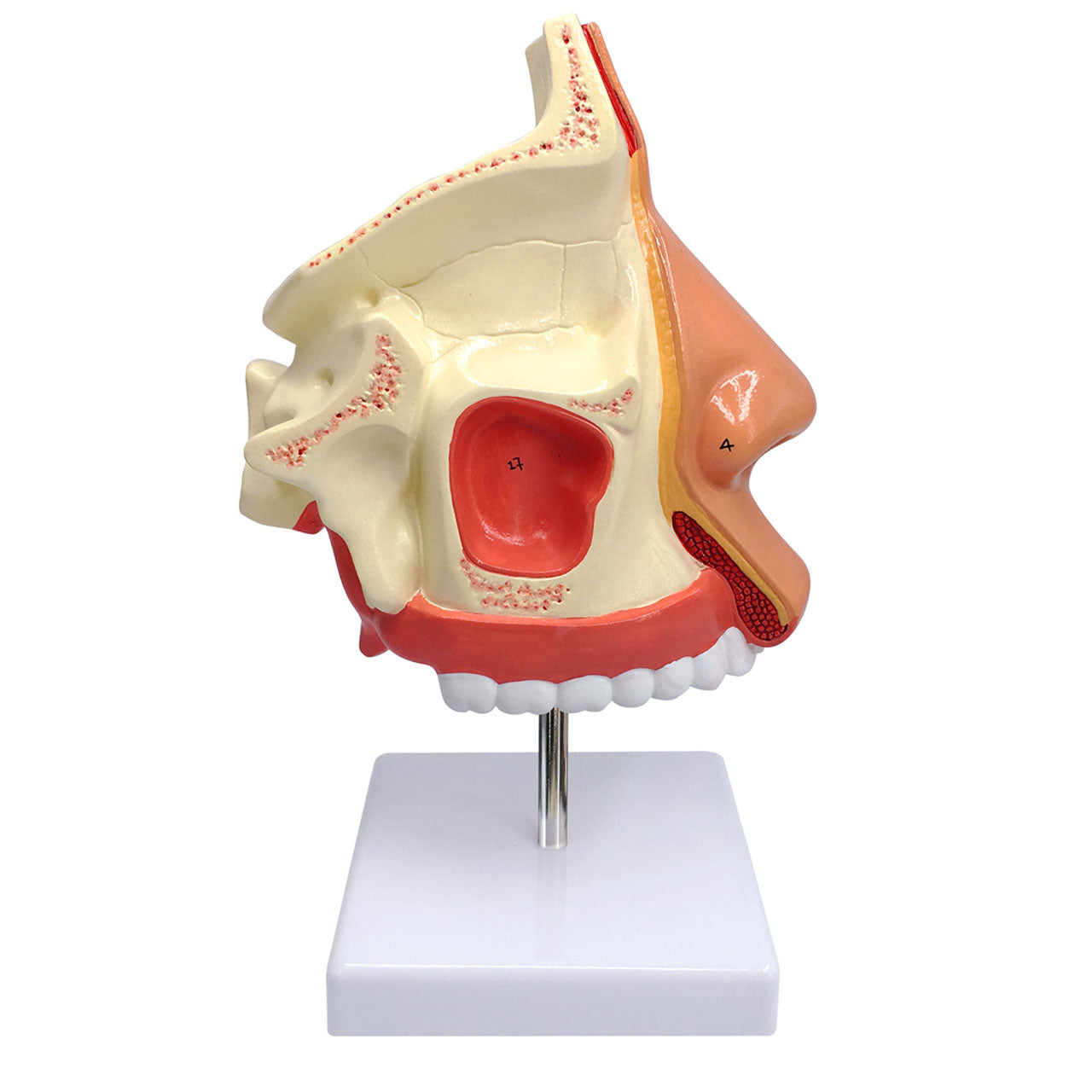 Evotech Scientific Natural Human Nasal Cavity Anatomical Model