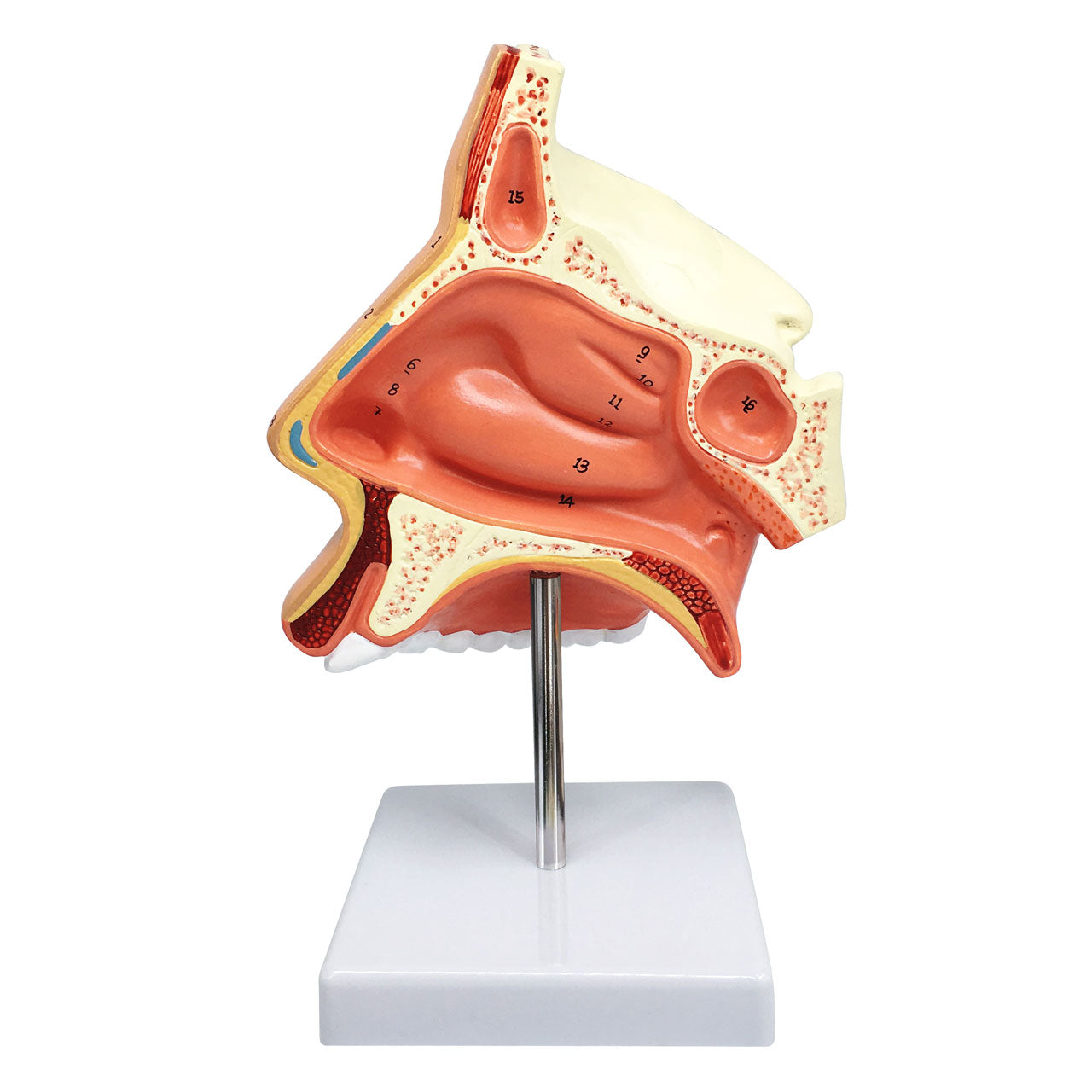 Evotech Scientific Natural Human Nasal Cavity Anatomical Model