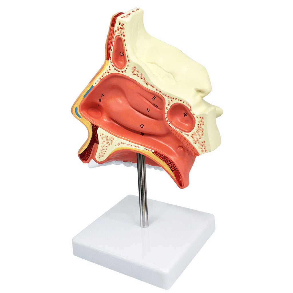 Evotech Scientific Natural Human Nasal Cavity Anatomical Model