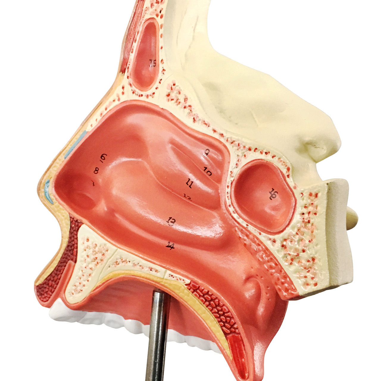 Evotech Scientific Natural Human Nasal Cavity Anatomical Model
