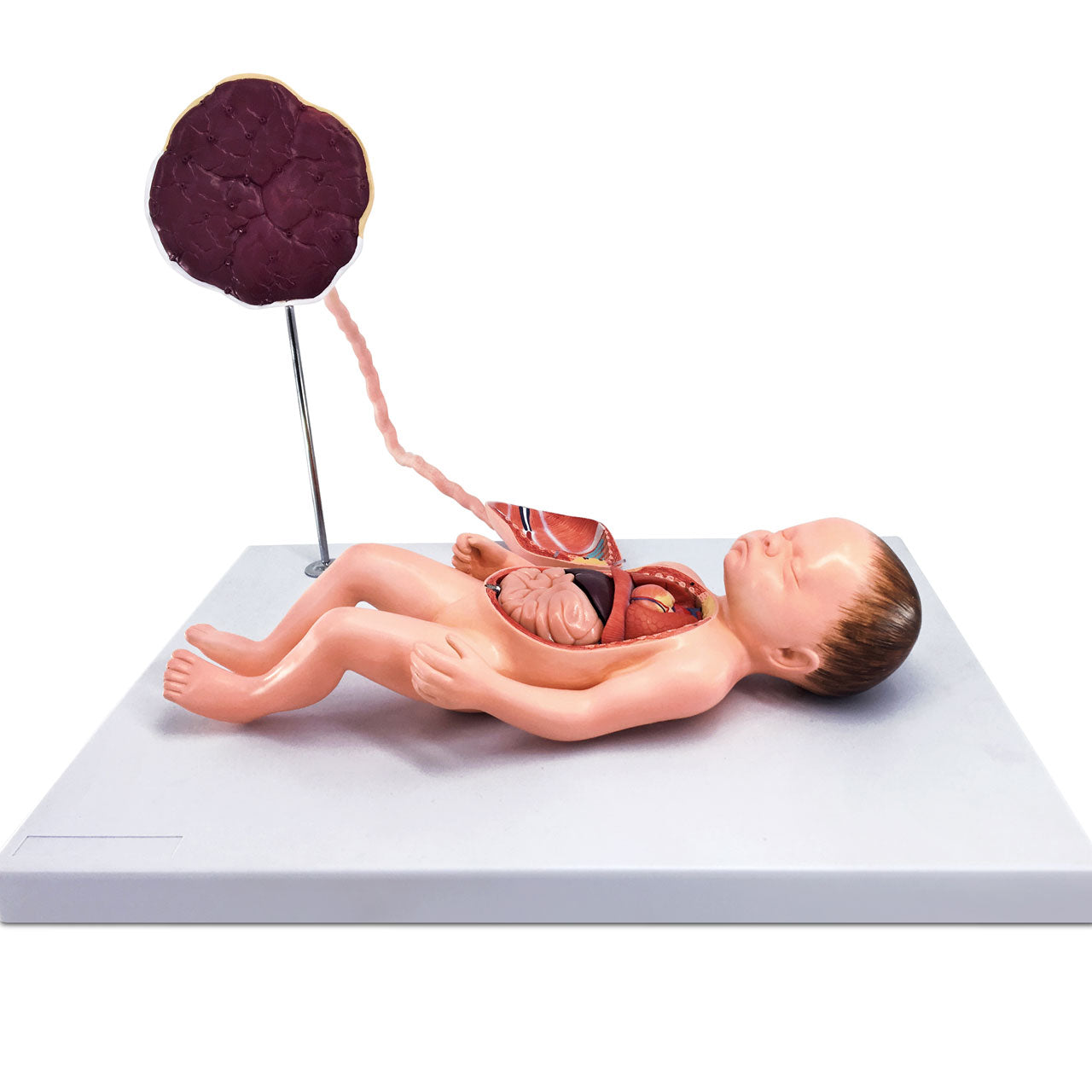 Evotech Scientific Neonatal Internal Organs Anatomy Model Placenta Umbilical Cord Birth Model