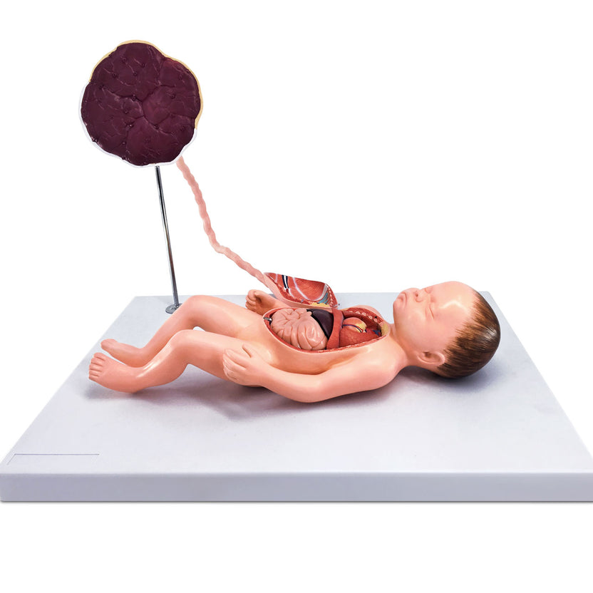 Evotech Scientific Neonatal Internal Organs Anatomy Model Placenta Umb ...