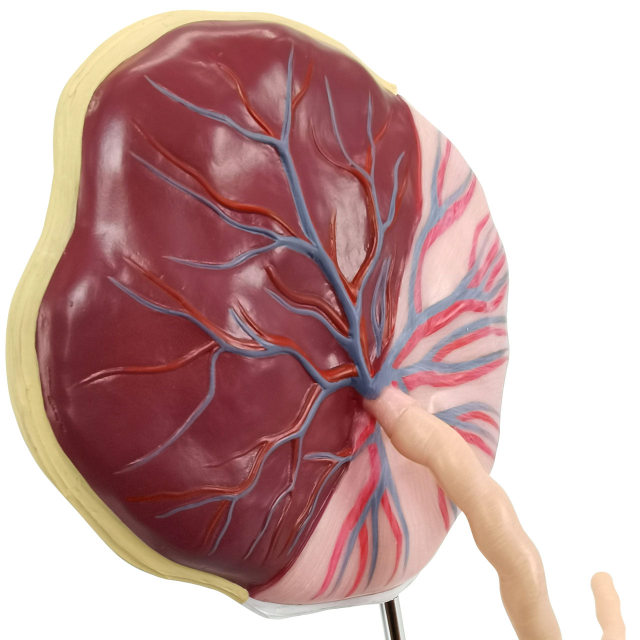 Evotech Scientific Placenta Model with Removable Umbilical Cord Anatomical Model