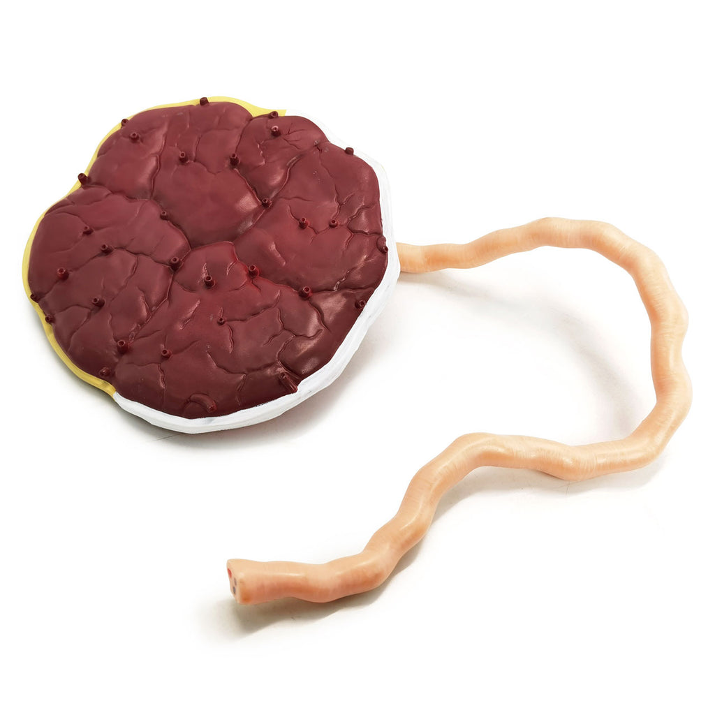 Evotech Scientific Placenta Model with Removable Umbilical Cord Anatomical Model