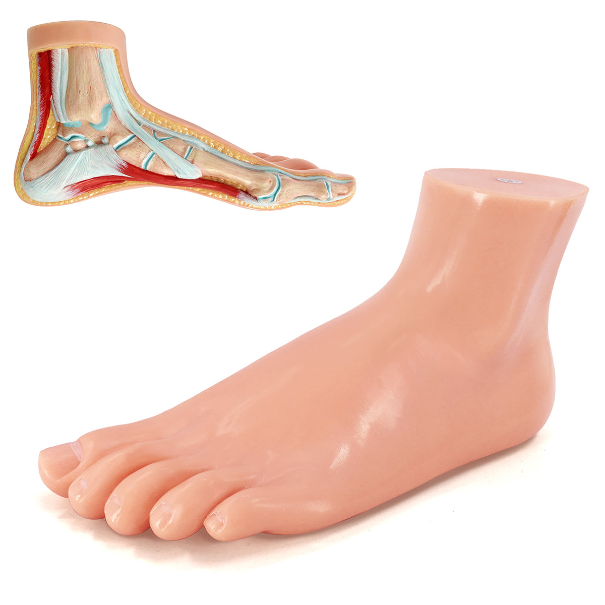 Evotech Scientific Podiatry Anatomy Models, Set of 3 Human Feet Flat Foot, Normal Foot and a High Arch