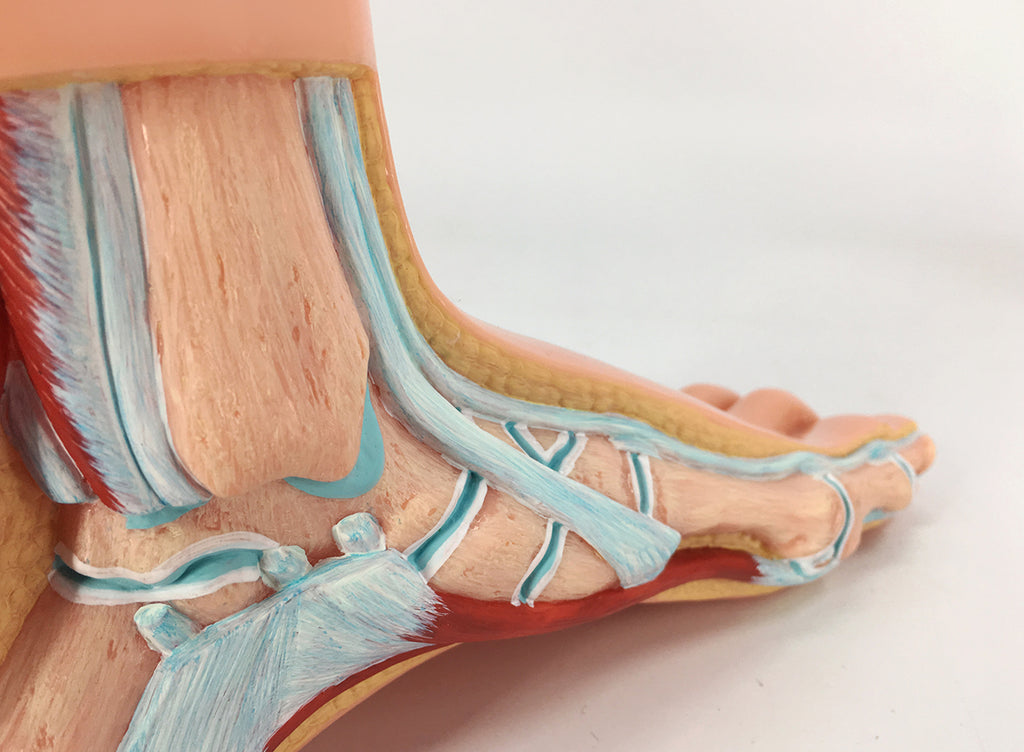 Evotech Scientific Podiatry Anatomy Models, Set of 3 Human Feet Flat Foot, Normal Foot and a High Arch