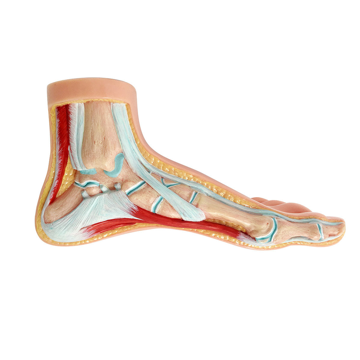 Evotech Scientific Podiatry normal foot Anatomy Models