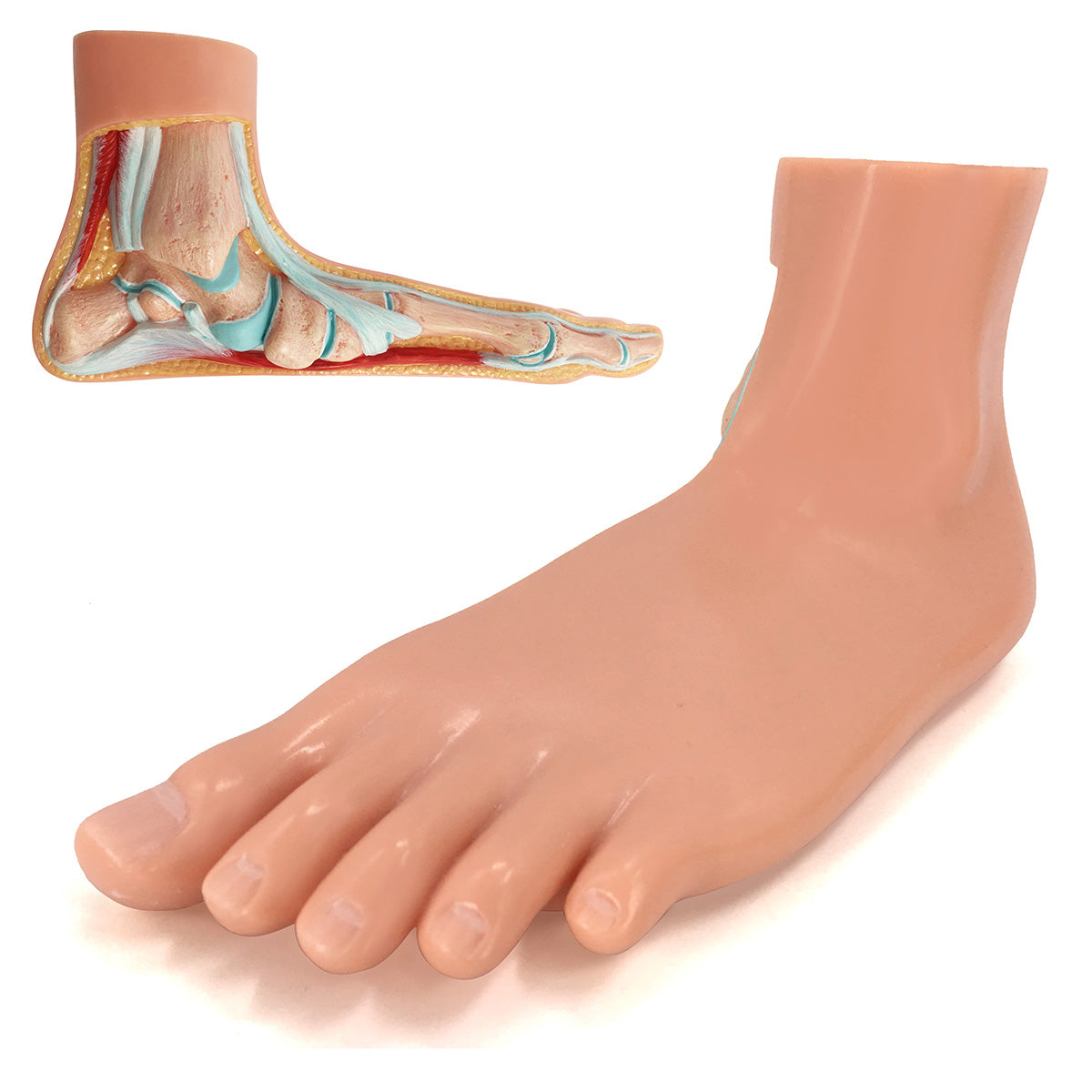 Evotech Scientific Podiatry Anatomy Models, Set of 3 Human Feet Flat Foot, Normal Foot and a High Arch