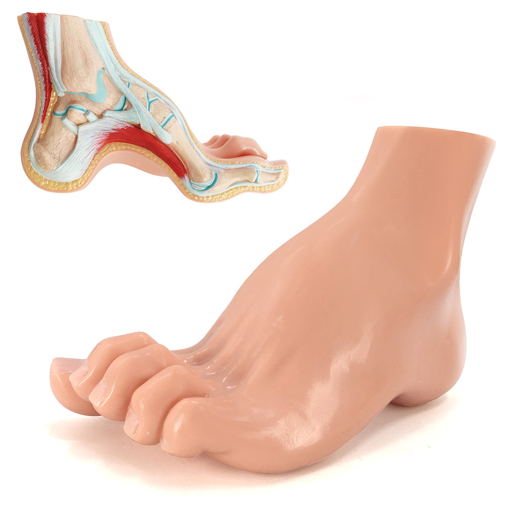 Evotech Scientific Podiatry Anatomy Models, Set of 3 Human Feet Flat Foot, Normal Foot and a High Arch