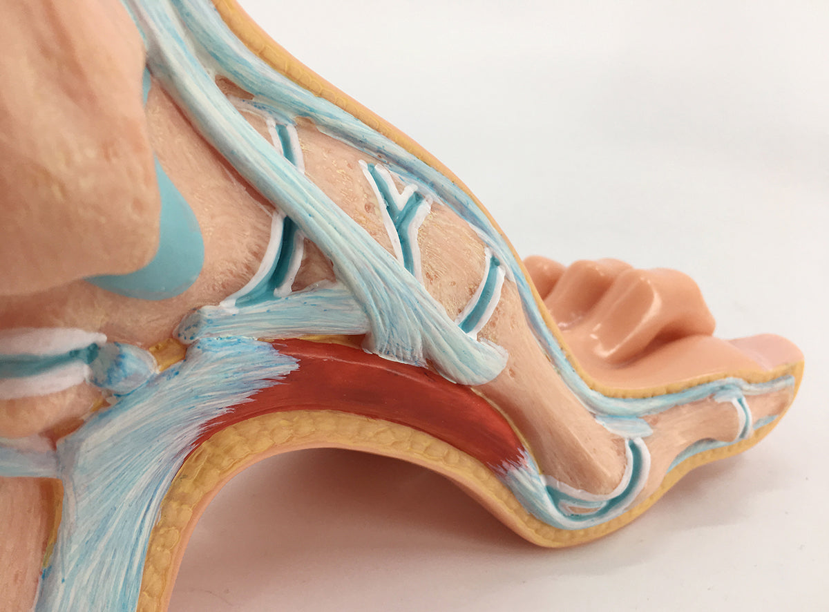 Evotech Scientific Podiatry Anatomy Models, Set of 3 Human Feet Flat Foot, Normal Foot and a High Arch