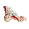 Evotech Scientific Podiatry high arch foot Anatomy Models