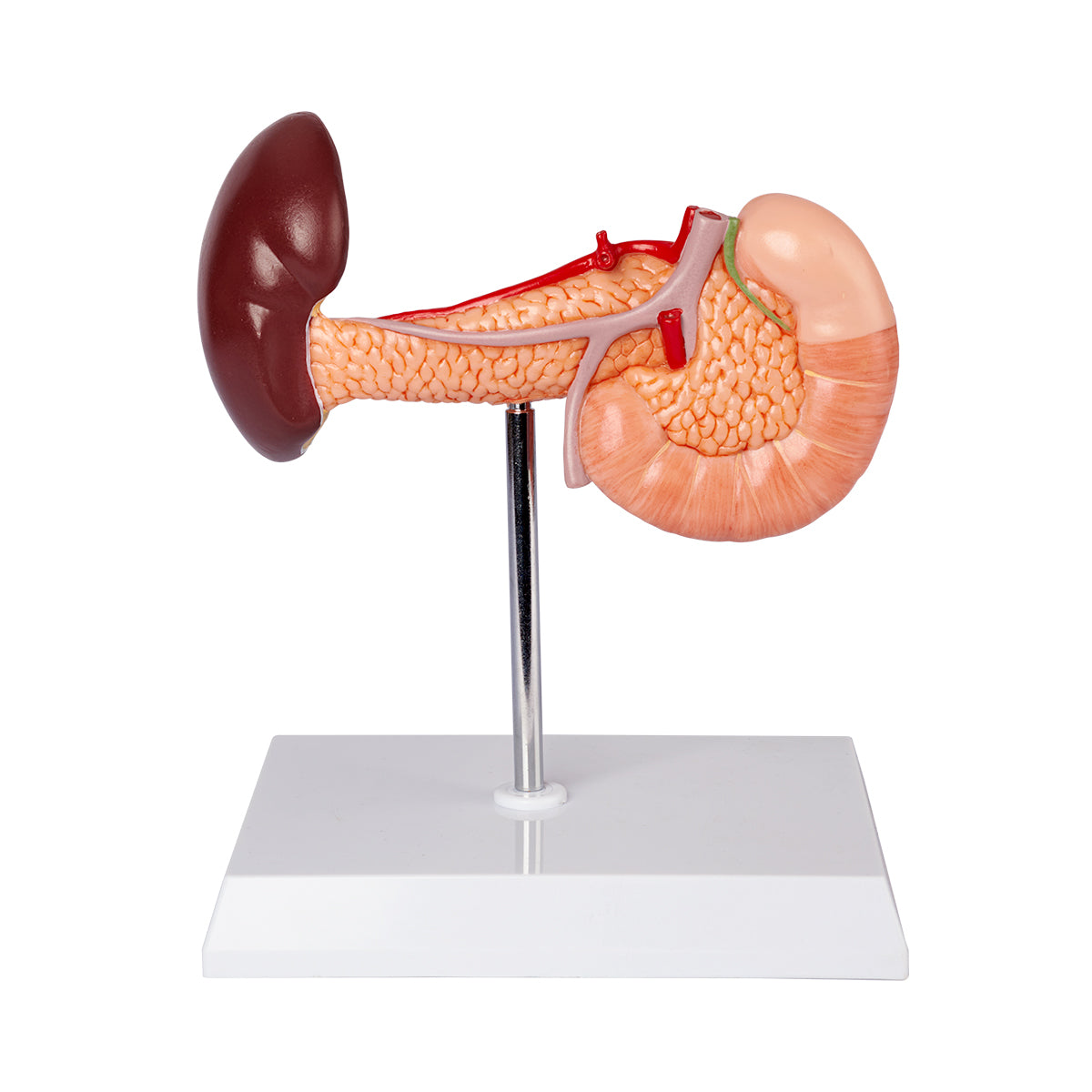 Evotech Scientific Rear Organs of Upper Abdomen, Life Size, 1 Part