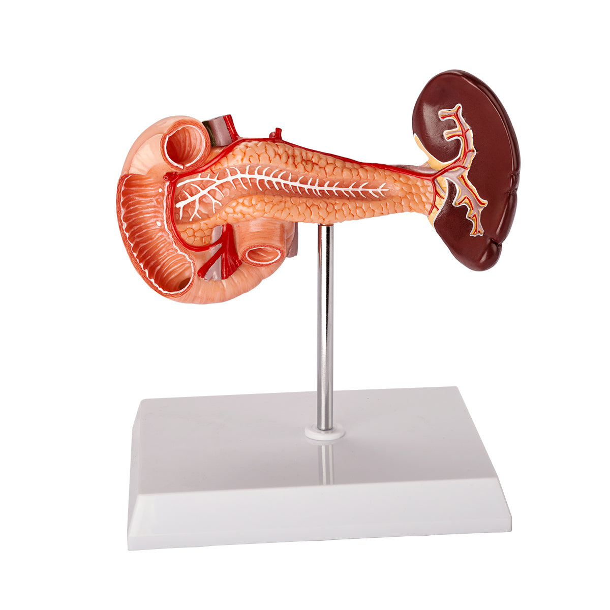 Evotech Scientific Rear Organs of Upper Abdomen, Life Size, 1 Part