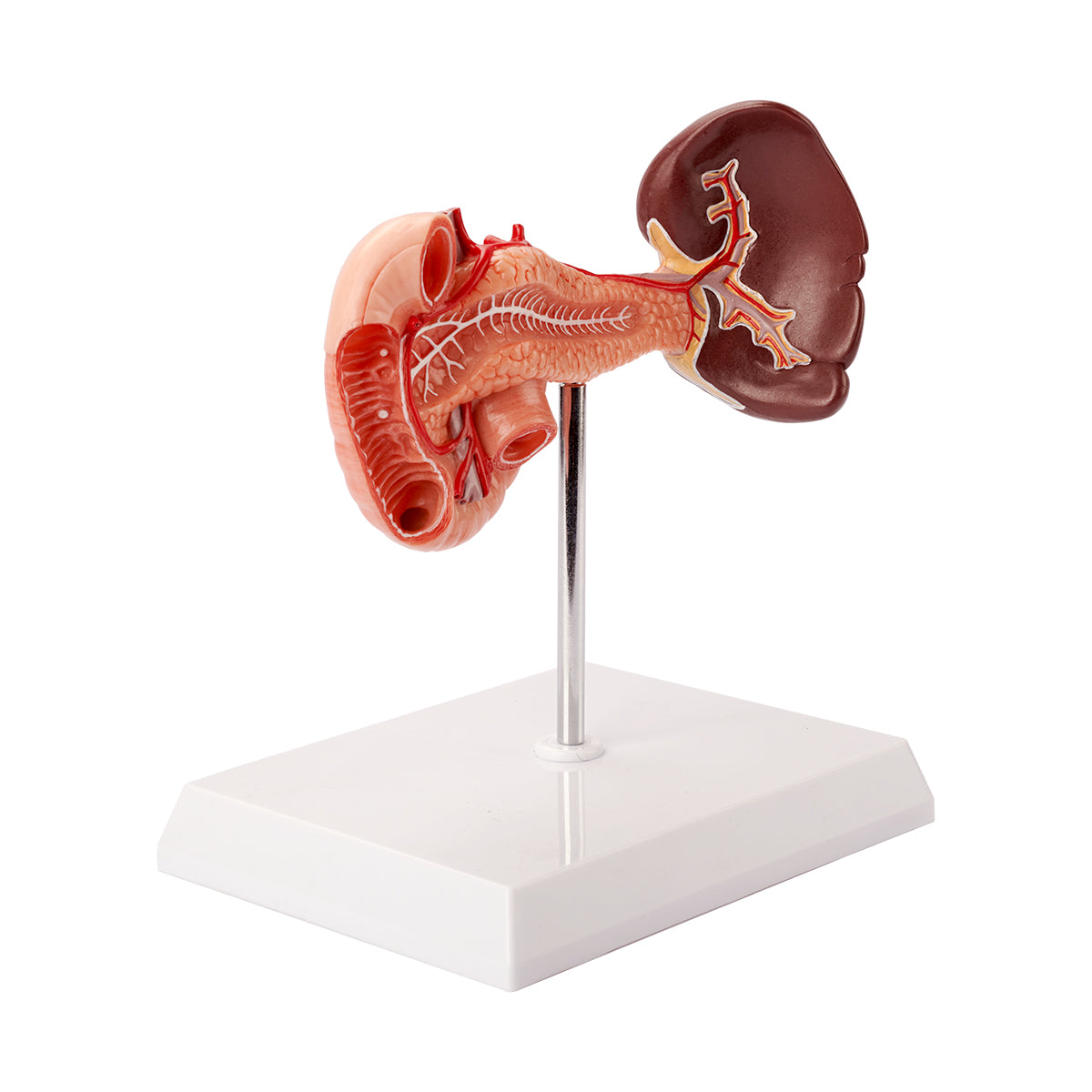 Evotech Scientific Rear Organs of Upper Abdomen, Life Size, 1 Part