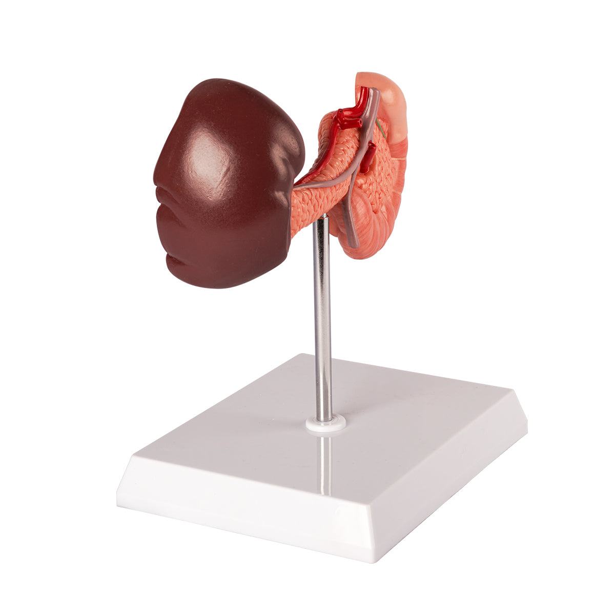 Evotech Scientific Rear Organs of Upper Abdomen, Life Size, 1 Part