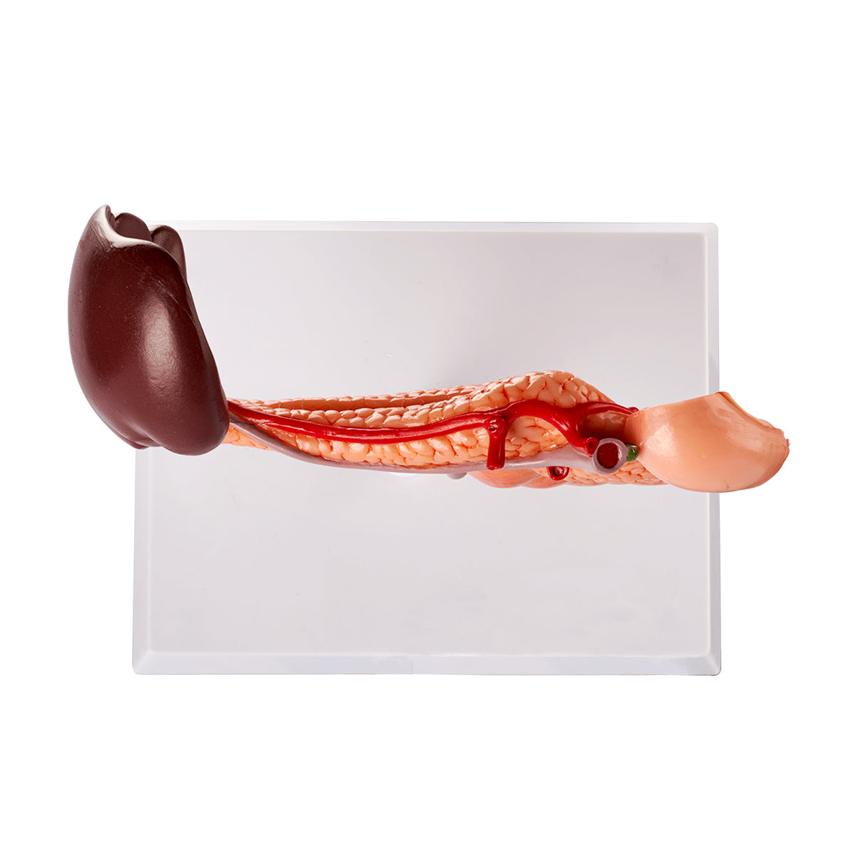 Evotech Scientific Rear Organs of Upper Abdomen, Life Size, 1 Part