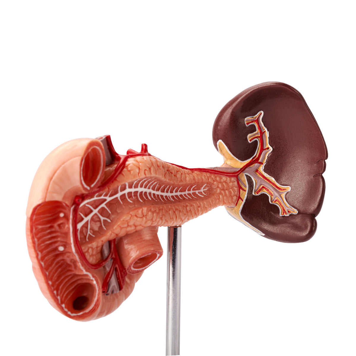 Evotech Scientific Rear Organs of Upper Abdomen, Life Size, 1 Part