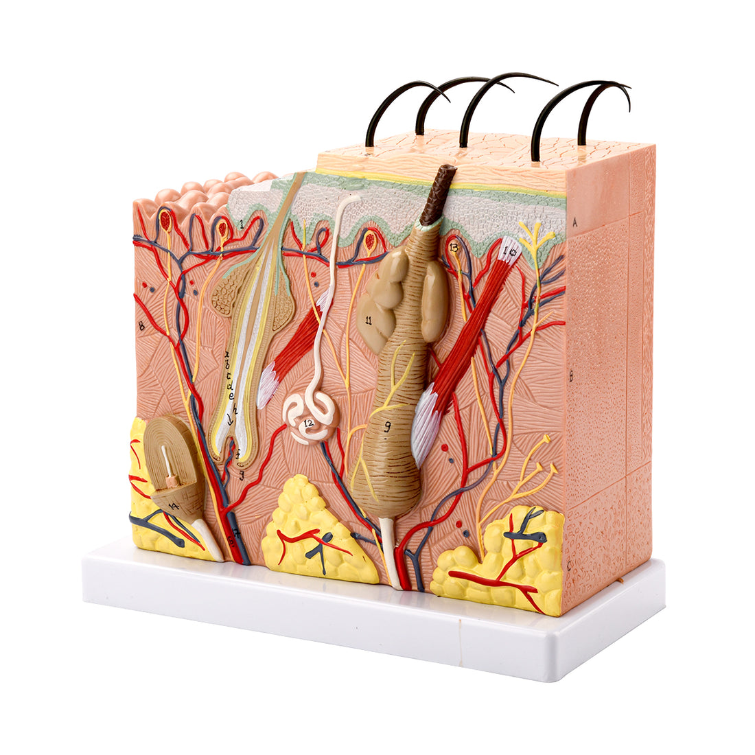 Microanatomy Models - EvotechScientific.com