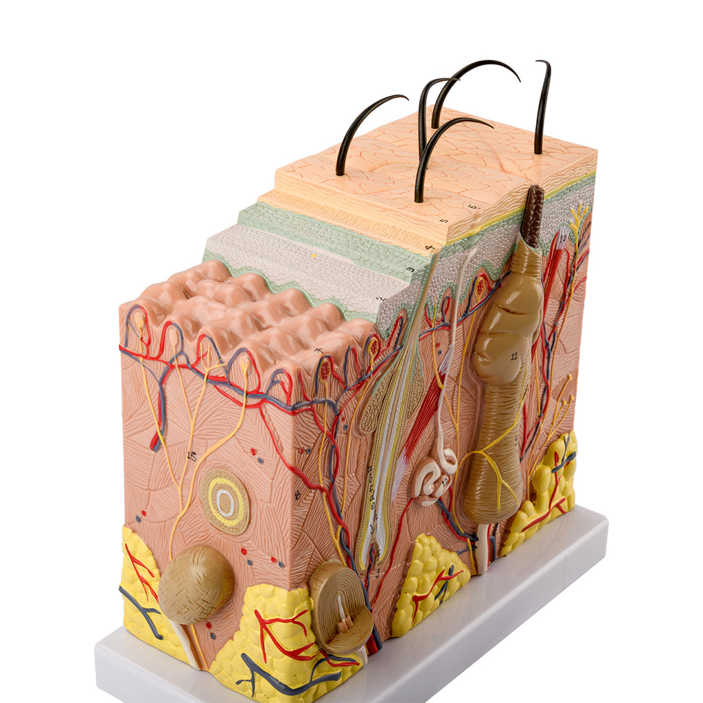 Evotech Scientific Skin Model, 70x Life Size