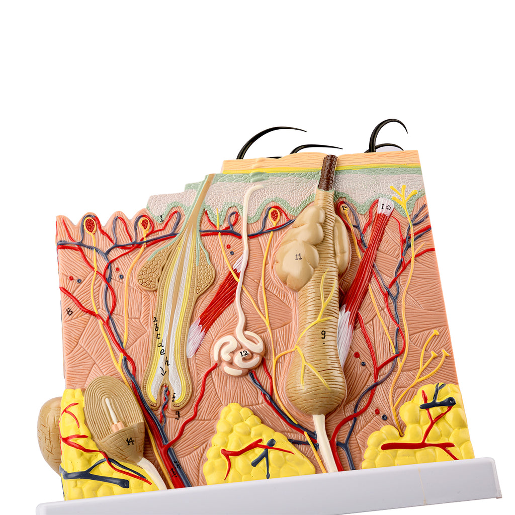 Evotech Scientific Skin Model, 70x Life Size