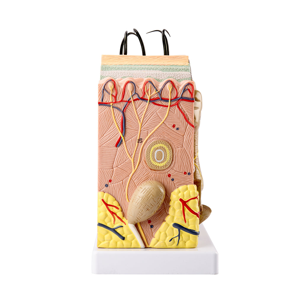 Evotech Scientific Skin Model, 70x Life Size