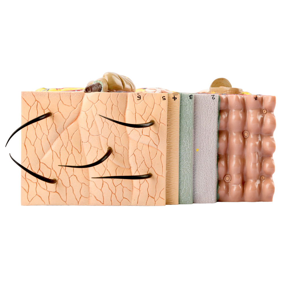 Evotech Scientific Skin Model, 70x Life Size