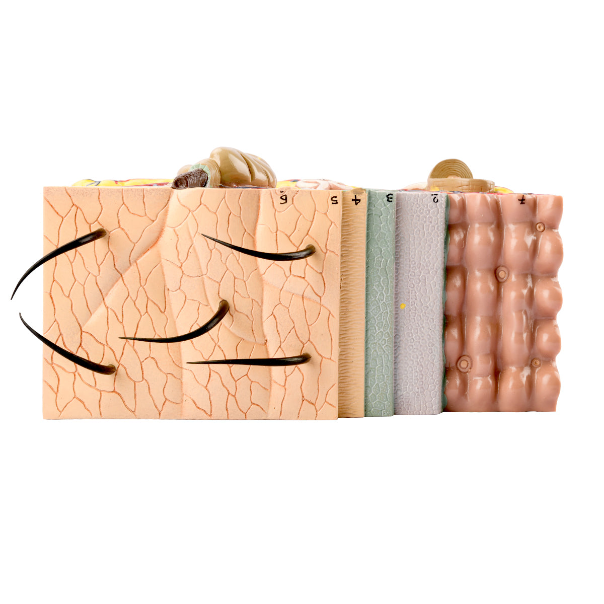 Evotech Scientific Skin Model, 70x Life Size