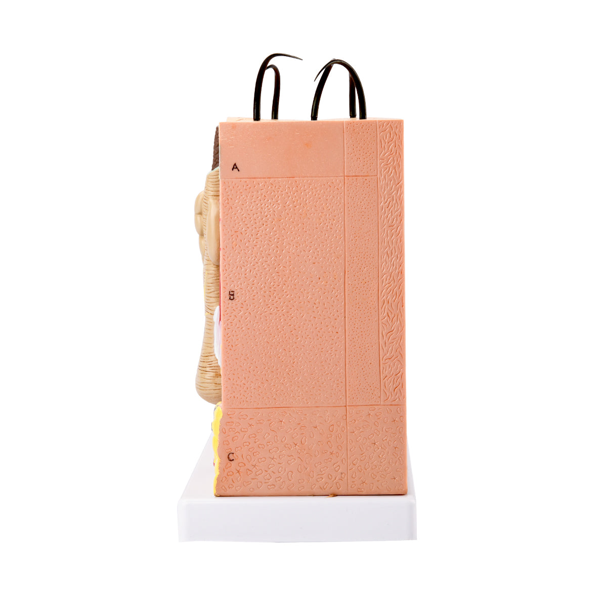 Evotech Scientific Skin Model, 70x Life Size