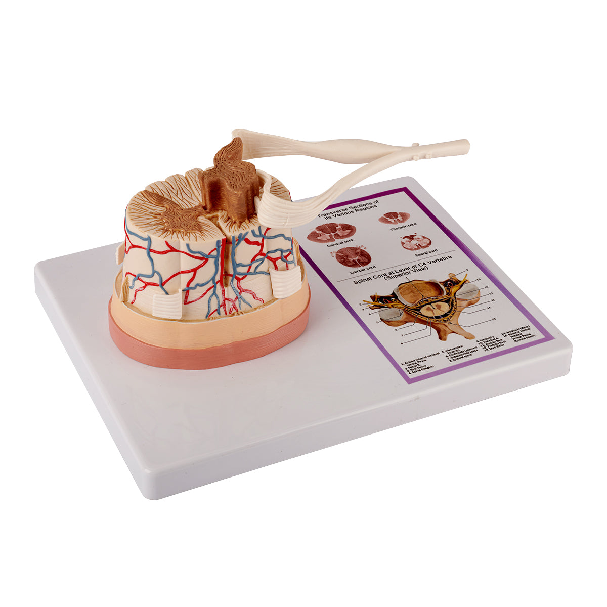 Evotech Scientific Spinal Cord W/ Nerve Endings